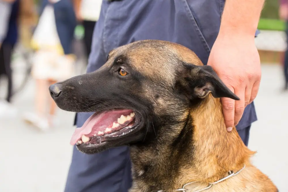 Policier maître-chien et son berger malinois lors d'une démonstration de chien de travail en public.