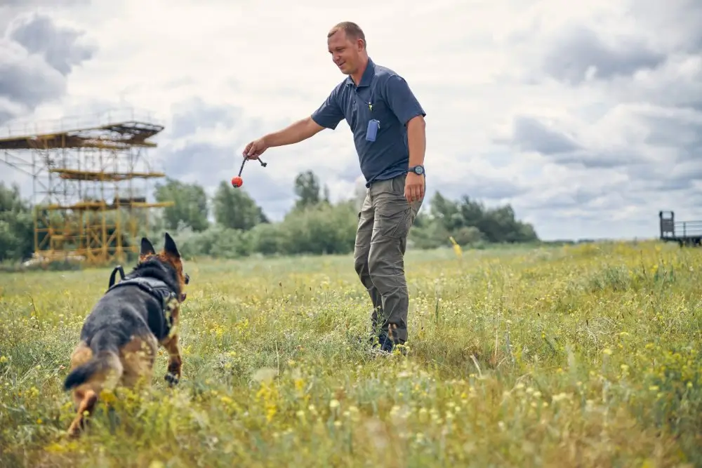 Un maître-chien de la police joue avec un berger allemand sur un terrain d'entraînement cynophile en plein air.