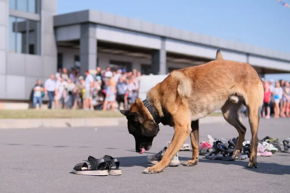 Chien de l'unité cynophile reniflant des objets au sol lors d'un exercice de spécialisation des disciplines canines.