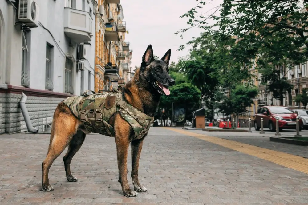 Malinois en harnais tactique camouflage en ville, matériel cynophile professionnel pour chien de patrouille.
