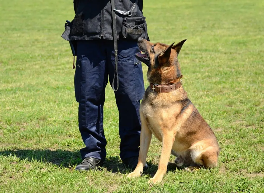 Berger allemand attentif à son maître-chien policier lors d'un entraînement cynophile en extérieur.