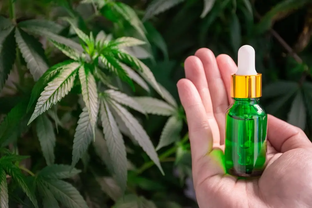 Flesje CBD-olie vastgehouden voor hennepbladeren, ter illustratie van legale cannabisproducten